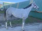 Thoroughbred Broodmare