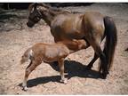 Reg. Buckskin Miniature Mare