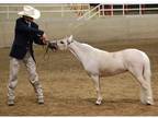 Reg. Ch. Miniature Broodmare