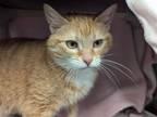 Adopt ELEANOR RIGBY a Domestic Short Hair