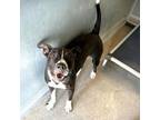 Adopt Skelley a Pit Bull Terrier
