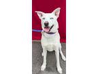 Adopt Sophie a Husky