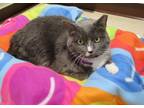 Adopt Dixie a Domestic Short Hair