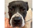 Adopt REAGAN a Mixed Breed
