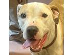 Adopt BITSY a Mixed Breed