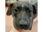 Adopt SHEILA a Mixed Breed