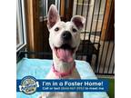Adopt Bella a American Staffordshire Terrier