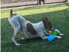 Adopt Perla* a Rat Terrier