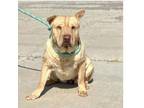 Adopt Luz a Shar-Pei