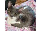 Adopt Mouser a Domestic Short Hair