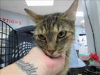 Adopt PRINCESS a Domestic Short Hair