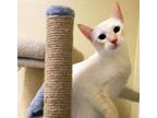 Adopt Eclair #ms-charisma a Siamese, Domestic Short Hair