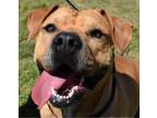 Adopt Cookie a American Staffordshire Terrier, Boxer