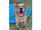 Adopt Kaia a Catahoula Leopard Dog, Mixed Breed
