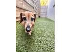 Adopt Goldy Locks a Dachshund