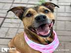 Adopt JUNE-BUG a Staffordshire Bull Terrier, Mixed Breed