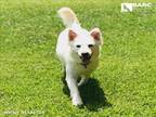Adopt WINTER a Golden Retriever, Mixed Breed