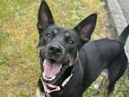 Adopt RAVEN a Australian Cattle Dog / Blue Heeler, Mixed Breed