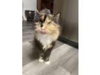 Adopt FLUFFY a Domestic Medium Hair