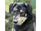 Adopt Raven a Mixed Breed