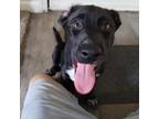 Adopt Mercedes a Husky