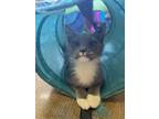 Adopt Sue 21C-0389 a Domestic Short Hair