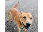 Adopt Brooks a Chow Chow, Mixed Breed
