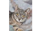 Adopt Sharon a Tabby, Domestic Short Hair