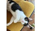Adopt Mon Chi Chi a Domestic Long Hair, Maine Coon