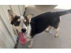 Adopt Journee a Australian Cattle Dog / Blue Heeler, Husky