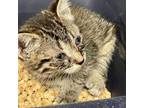 Adopt MUNCHKIN a Domestic Short Hair
