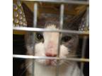 Adopt Hamilton a Domestic Short Hair