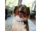 Adopt IRL a Australian Shepherd