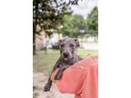 Adopt Eloise a Pit Bull Terrier