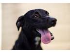 Adopt Lilah a Labrador Retriever, Whippet
