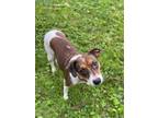Adopt Lady a Terrier, Mixed Breed