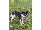 Adopt Jojo a Terrier, Mixed Breed