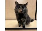 Adopt April a Domestic Medium Hair