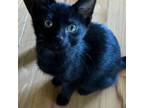 Adopt Addie / Alb ACO (F) a Domestic Medium Hair