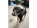 Adopt Zircon a German Pinscher, Mixed Breed