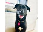 Adopt Clover a Black Labrador Retriever