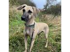 Adopt Wiggles a Hound, Black Mouth Cur