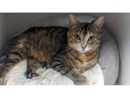 Adopt Quinn a Domestic Short Hair