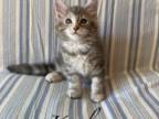 Adorable Purebred MaineCoon Kittens