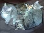 Mecca Of Maine Coon