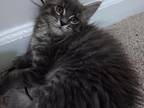 Light Gray Male Maine Coon