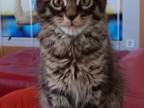 Dark Brown Male Maine Coons