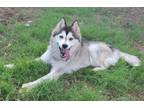 Adopt ALASKA a Husky, Mixed Breed