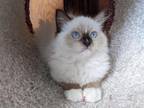 Female TICA Mitted Ragdoll Kitten