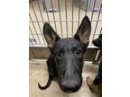 Adopt AMY a German Shepherd Dog, Mixed Breed
